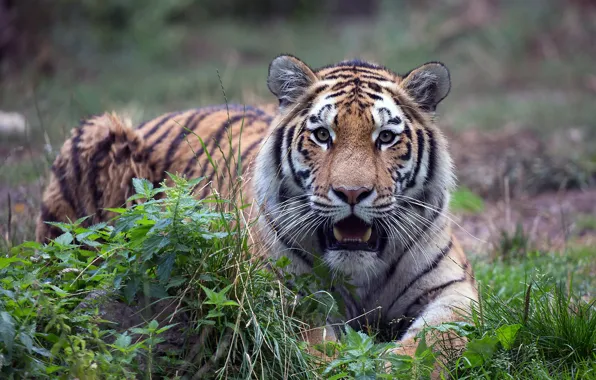 Look, tiger, mouth, lies, nettle