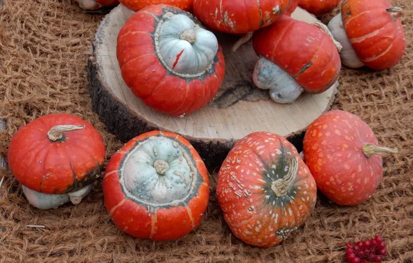 Autumn, widescreen, harvest, pumpkin, pumpkin, exhibition, wallpaper, widescreen