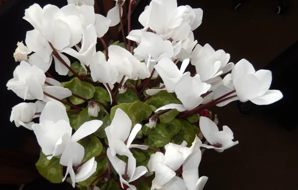 Picture white, white, cyclamen, Alpine violet, luxury bouquet, Cyclamen
