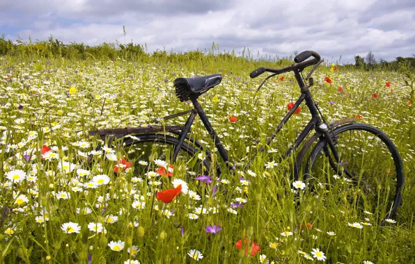 GRASS, HORIZON, The SKY, FIELD, CLOUDS, BIKE, FLOWERS, PLAIN