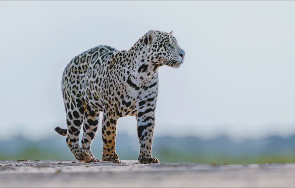 Animals, cat, predator, Jaguar, jaguar, cat, predator, animal