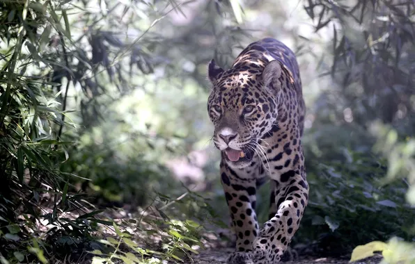 Picture predator, spot, Jaguar, is