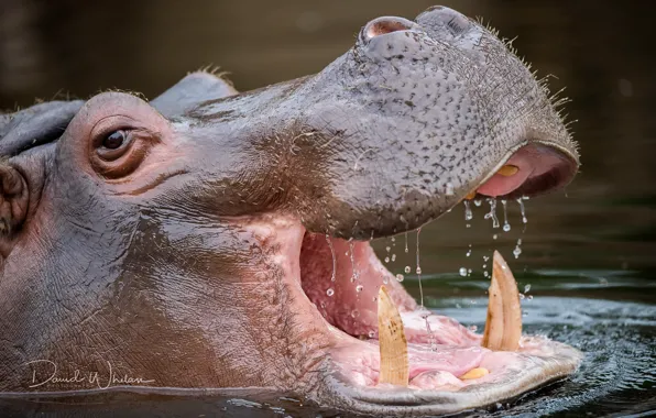 Water, nature, Hippo