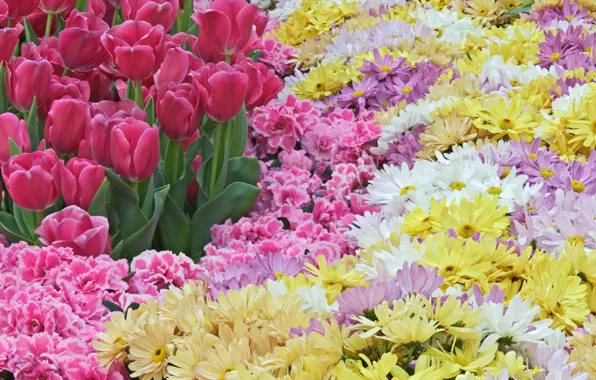 Picture flowers, spring, tulips, pink, a lot, chrysanthemum