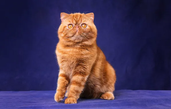 Cat, cat, look, face, pose, kitty, legs, red