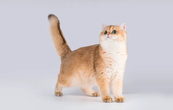 Cat, cat, look, pose, kitty, paws, red, muzzle