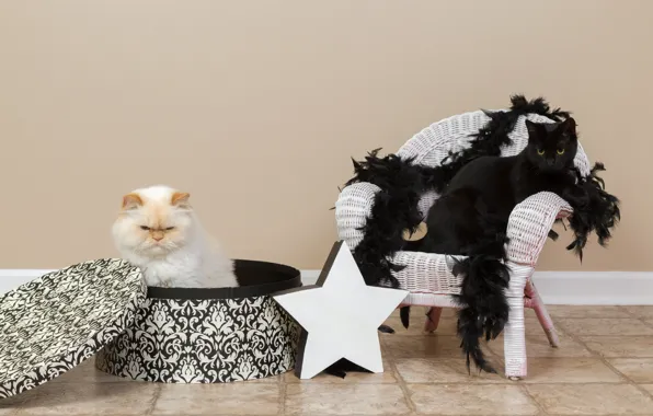 Cat, white, cat, wall, box, star, chair, scarf