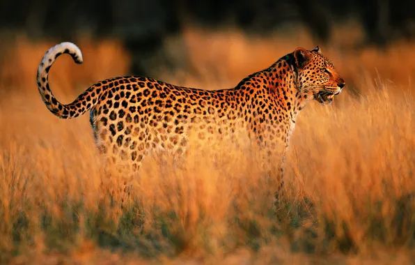 Sunset, Leopard, Savannah, Africa