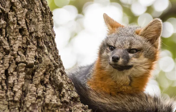 Look, trunk, Fox, bark, gloomy