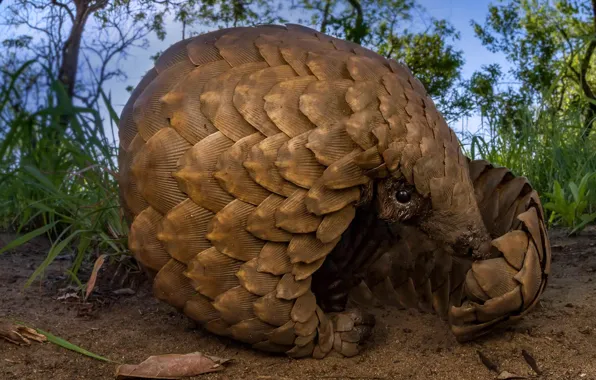 Picture Africa, Mozambique, Savannah pangolin, steppe lizard