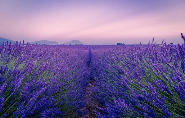 Picture field, landscape, flowers, nature, France, lavender