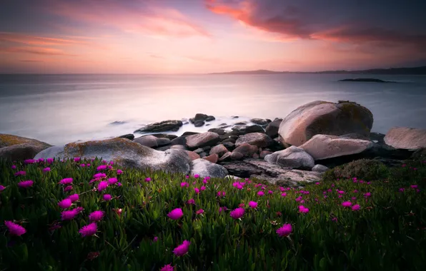 Picture sea, flowers, nature, stones, the ocean, the evening, morning