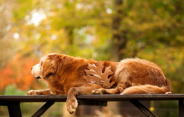 Picture autumn, trees, nature, sheet, table, dog, Golden, Retriever