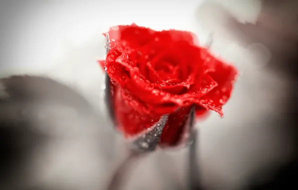 Drops, red, roses