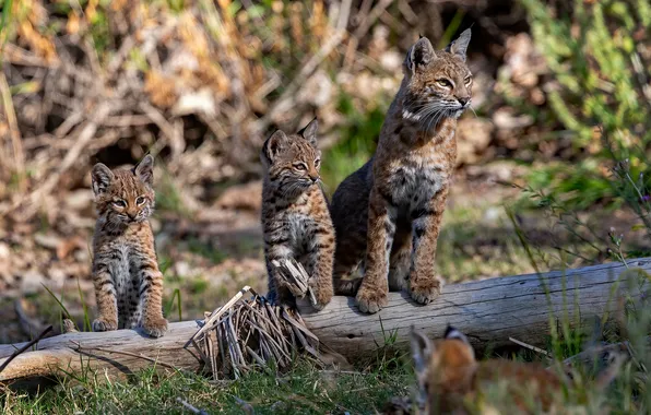 Picture kittens, log, wild cats, lynx, the lynx