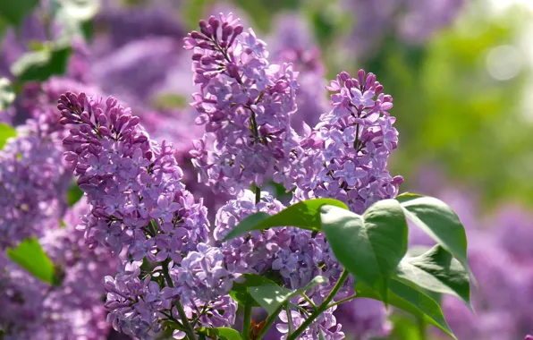 Bush, spring, lilac