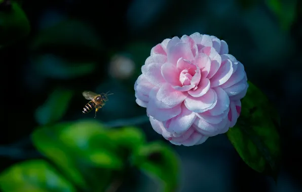 Flower, leaves, drops, macro, light, bee, pink, branch