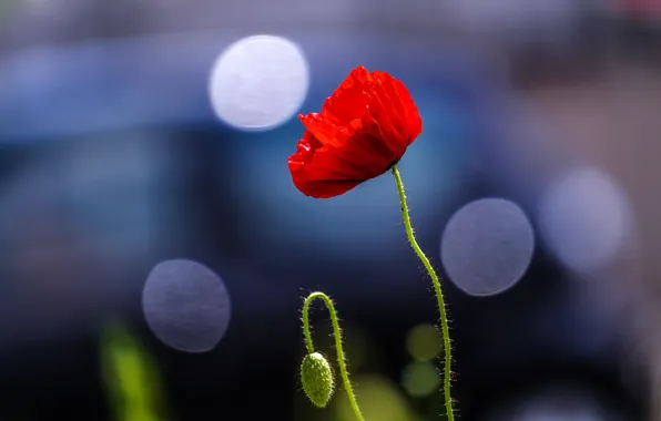 Flower, light, red, Mac, Maki, blue background, bokeh
