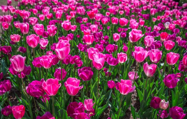 Greens, light, flowers, bright, spring, tulips, pink, buds