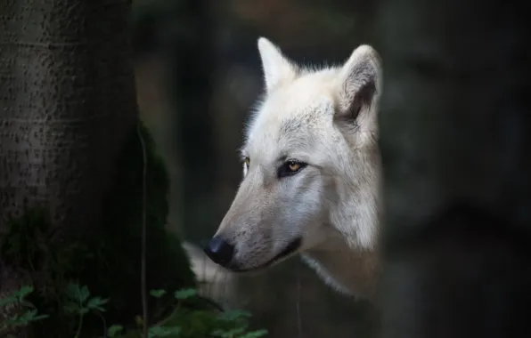 White, look, face, trees, the dark background, trunks, wolf, portrait