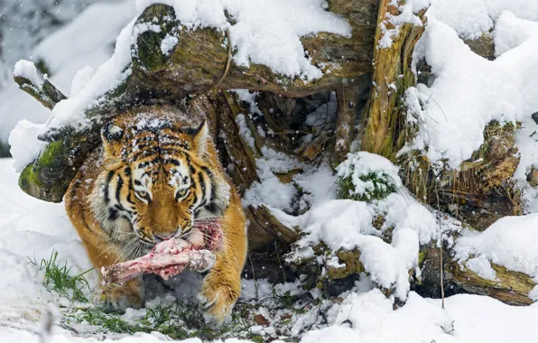 Picture winter, snow, predator, bone, big cat, the Amur tiger
