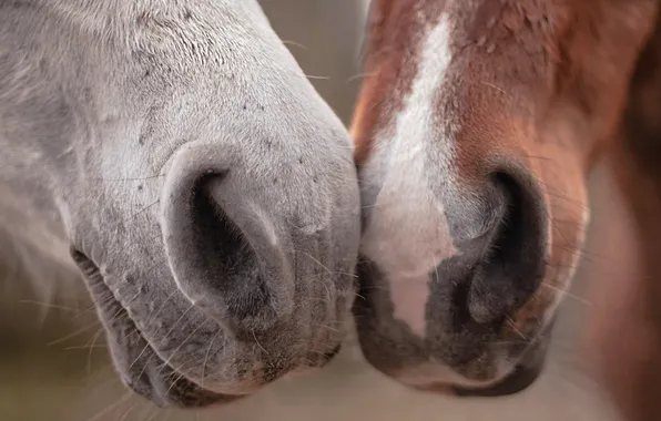 Picture nature, background, horses