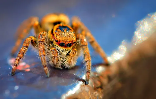 Macro, panel, spider