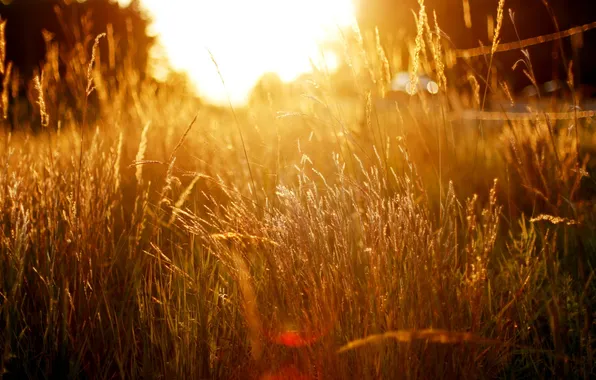 Grass, macro, light, nature