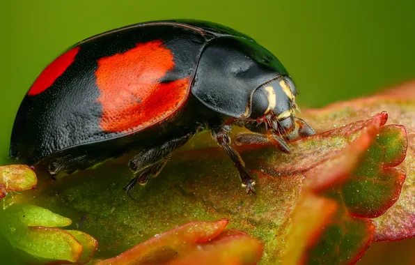 Macro, leaf, ladybug, beetle, insect, green background, black with red