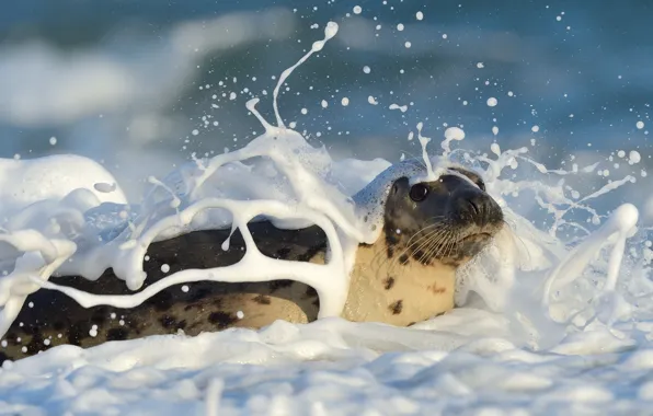 CAT, SEA, DROPS, FACE, SQUIRT, FOAM, Bubble Bath, wu Elmar Weiss