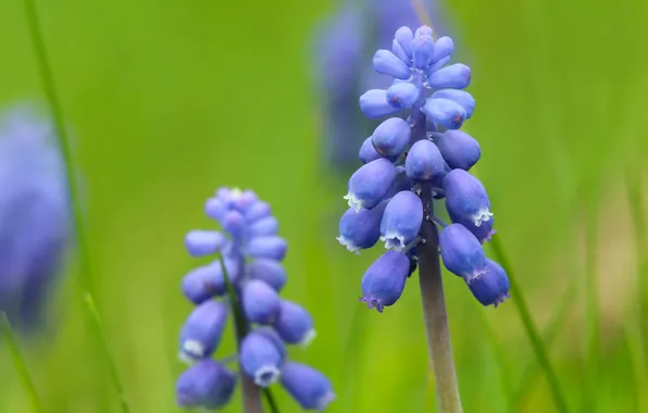 Blue, flowers, grape hyacinths