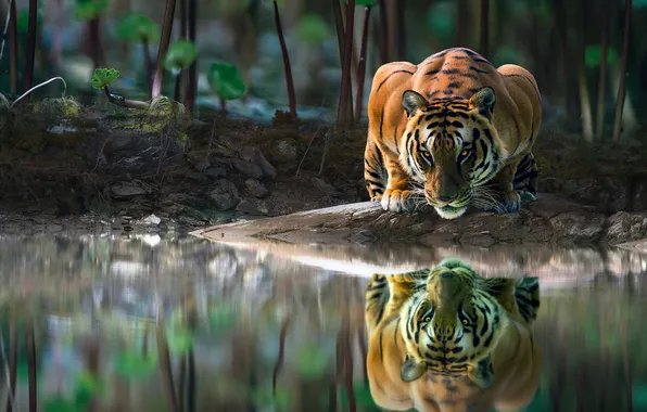 Forest, look, face, water, nature, tiger, pose, reflection