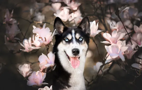 Language, look, face, branches, dog, flowering, flowers, Magnolia