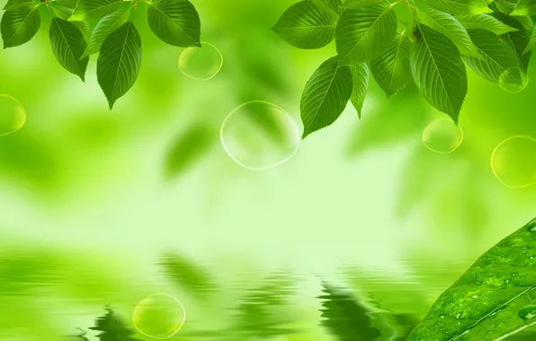 Leaves, water, nature, reflection