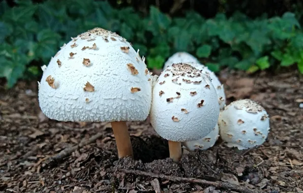 Mushroom, Fred Fletcher Park, Jim Perry