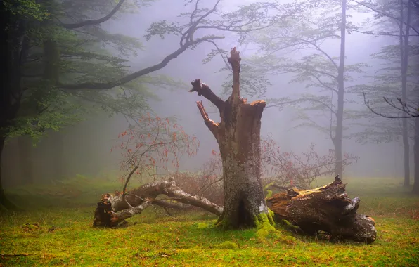 Picture forest, summer, nature, fog, UK, haze, August, Oskar Zapirain