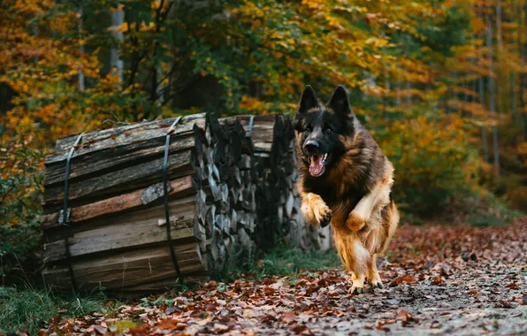 Forest, dog, running, German shepherd, shepherd