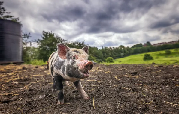 Nature, background, pig