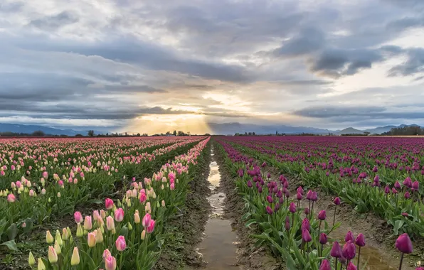 Field, the sky, water, clouds, light, flowers, spring, dal