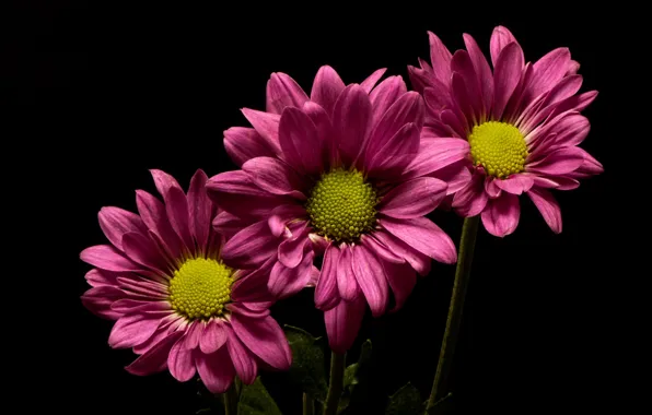 Flowers, nature, background