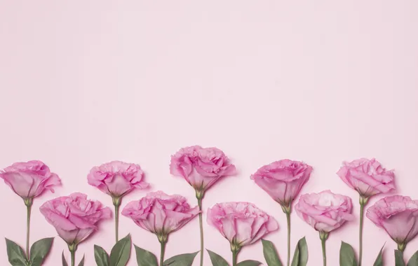 Flowers, pink, pink background, pink, flowers, eustoma, eustoma