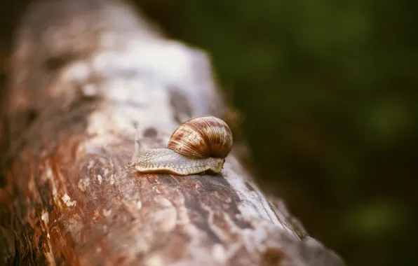 Picture macro, tree, snail, sink