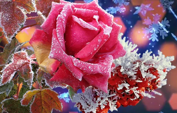 Nature, Winter, beauty, Rose, super. flowers