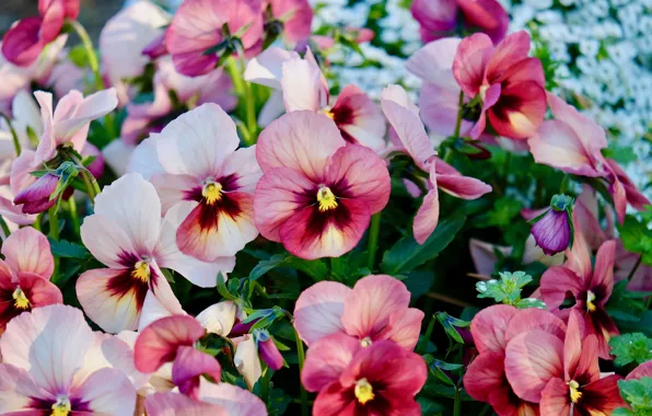 Flowers, red, pink, Pansy, flowerbed, violet, two-tone, viola