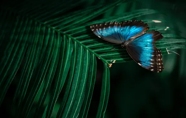 Leaves, macro, nature, the dark background, butterfly, plant, insect, blue