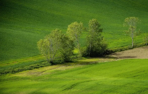 Greens, field, trees, spring, slope, shoots, hill