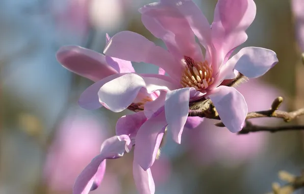 Macro, petals, Magnolia