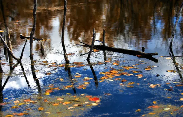 Autumn, leaves, trees, lake