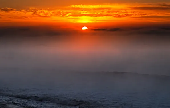 Picture sea, wave, the sun, fog, the ocean, dawn, bird, Argentina