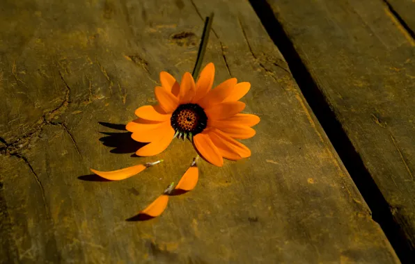 Picture flower, flowers, orange, background, tree, plant, petals, widescreen